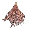 20Pcs Dried Eucalyptus Stems Red Fall Decorations for Home Real Long Eucalyptus Eucalyptus Plant Live Natural Fresh Dried Flowers for Vase 17 Floral Arrangement Wedding Fine Leaf Orange
