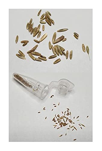 Stk - 60x Eleocharis acicularis Nadel Sumpfbinse Aquarium Pflanzen - Samen #288 - Seeds Plants Shop Samenbank Pfullingen Patrik Ipsa - Image 3