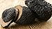 Black Truffle French, Perigord Truffle (Tuber melanosporum) French Black Truffle Mycelium Dried Seeds Spawn Black Truffle Spores (0.5 oz / 14 g) by Don Porcini