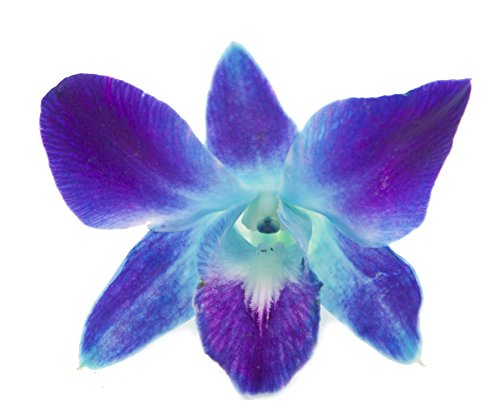 Image of KaBloom-20 Blue Orchid Bouquet,Flowers for Valentine, Mother's Day