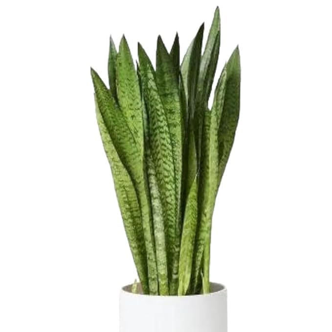 Live Snake Plant Indoor (Tall Sansevieria Plant Variety For More Air Purification And Oxygen) (Pack of 1 Healthy Plant) (Snake Plant) With Pot-image-49