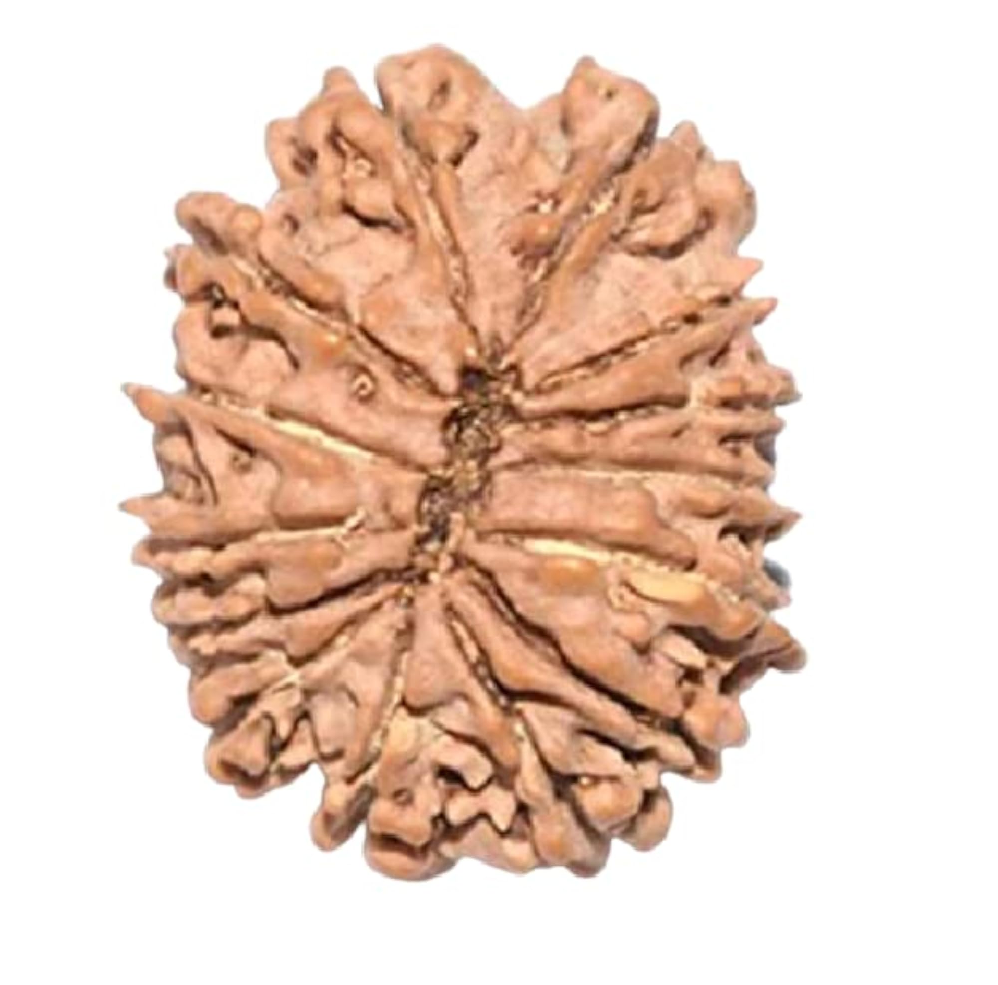 14 Mukhi Nepal Rudraksha Lab Certified, Spiritual Bead