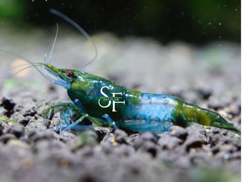 SF Aquatic™ Choose Your Favorite Color of Shrimps. High Grade