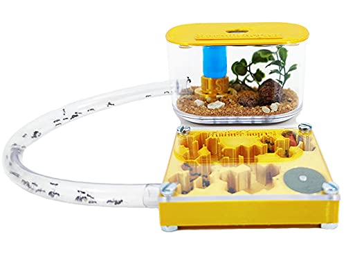 3D Ameisenfarm 7x7 cm mit Deckel | Schaumstoff-Feuchtigkeitssystem | Free Ameisen enthalten Cover