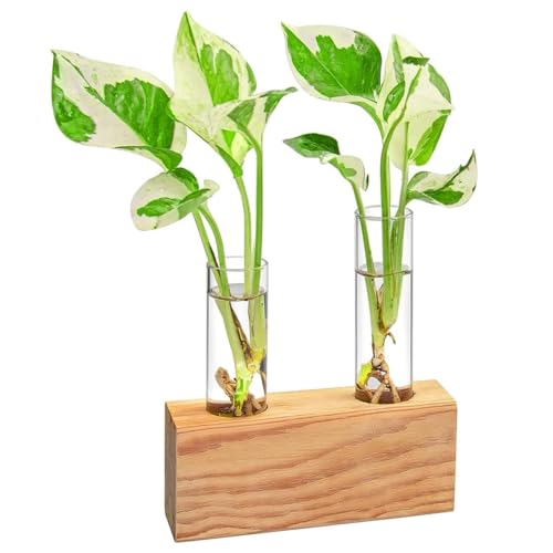 Image of ecofynd Test Tube Planter with Wooden Holder, Air Planter Glass Vase Holder with 2 Test Tube, Home Decor Hydroponic Plant Stand for Table Top, Desktop, Living Room, Office (TTP002)