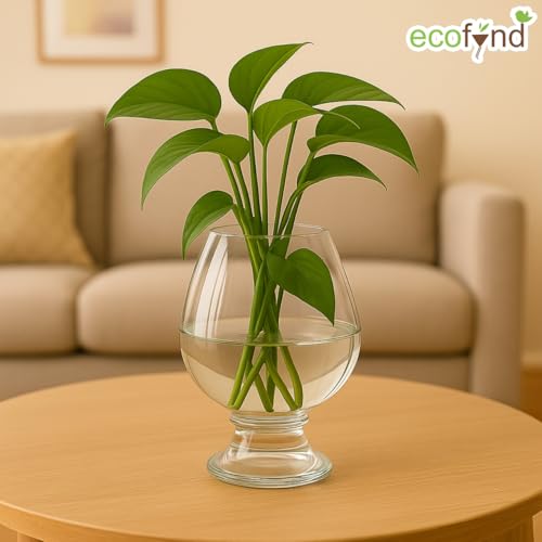 Image of ecofynd Glass Vase for Flowers Plants, Modern Decorative Vase for Home Decor Center Table, Bedroom, Living Room, Office Decoration, Wedding or Gifts (GVASE004)