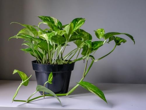 Image of Good Luck Money Plant Real Live Money Plant Golden Pothos Plant Air Purifying Plant Indoor Plant for Home and Garden (Pack of 1) A151
