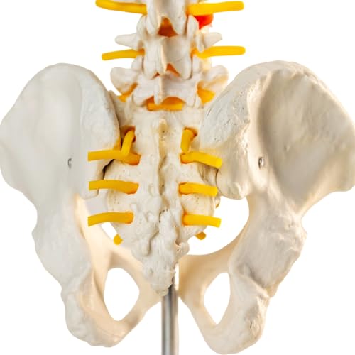 Image of Male Pelvis Model, Educational Model with 5 Lumbar Vertebrae and Spine with Spinal Nerves for Medical Research and Educational Practice