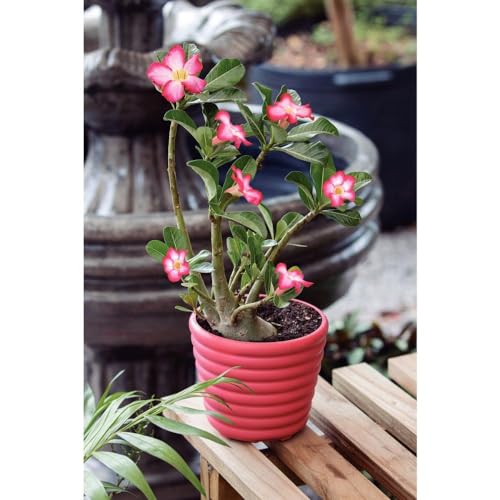 Tramontina SUBSTRATO ROSA DESERTO 1KG