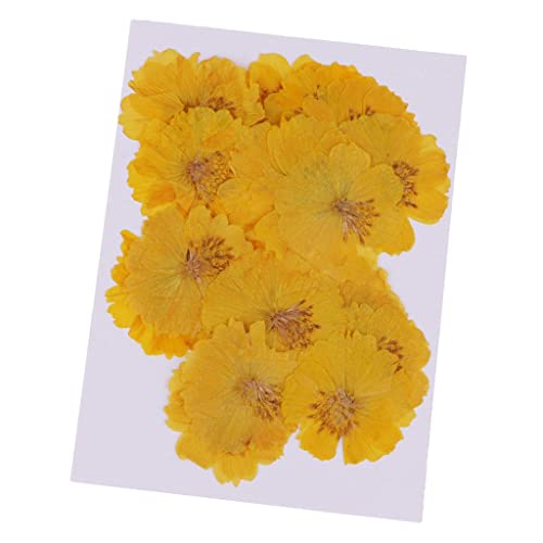 20 flores secas amarillas Coreopsis para decoración miniatura 7