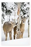 Rehe im Winterwald Poster von Michael Interisano 20 x 30 cm 