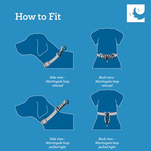 RC Pet Products 3/4\" Primary Collection Martingale Dog Training Clip Collar, Small, Black - Thumbnail 4