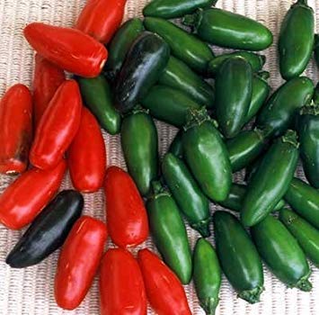 VISA STORE 500 Semilla de chile Serrano - pimientos picantes