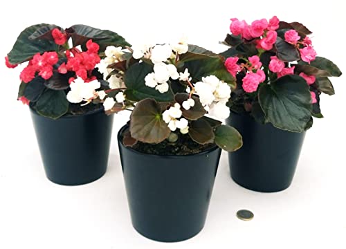 POWERS TO FLOWERS - BEGONIA DOUBLET TRIS: ROSSA, ROSA e BIANCA, 3 PIANTE, VASO 13 CM DIAMETRO, piante vere