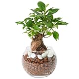 bloomee(ブルーミー) ガジュマル 3号 ハイドロカルチャー 観葉植物 本物 ミニ 小型 (虫がわかない 土を使わない) 石 透明 ガラス 白 小粒 (初心者向け) インテリア おしゃれ かわいい 水耕栽培