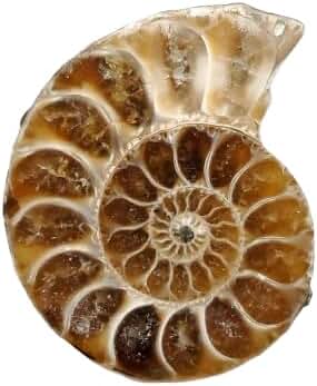 Amazon.co.jp: 【化石専門店 LOLO】美品 アンモナイト スライス 1枚