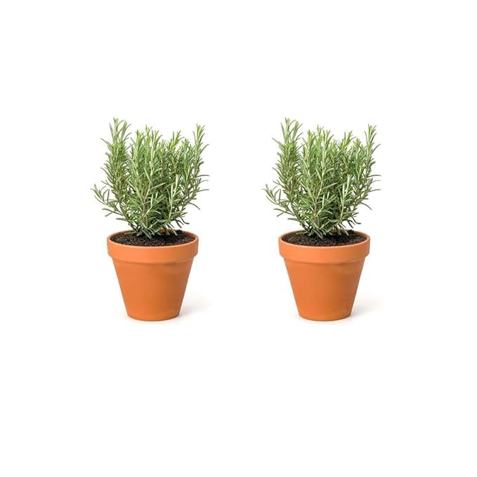 See full amazon price history chart for MSK EVER GREEN Live pack of 2 Summer Season Rosemary plant Herb Live Plant (Hybrid) Best For Home Gardening (Pack Of 2) With Black Pot MSK EVER GREEN Live pack of 2 Summer Season Rosemary plant Herb Live Plant (Hybrid) Best For Home Gardening (Pack Of 2) With Black Pot (B0CLGXFV3S) Amazon Price History, Amazon Price Tracker