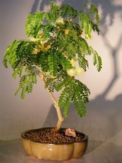 Bonsai Boy Flowering Brazilian Raintree Bonsai Tree - Medium pithecellobium tortum