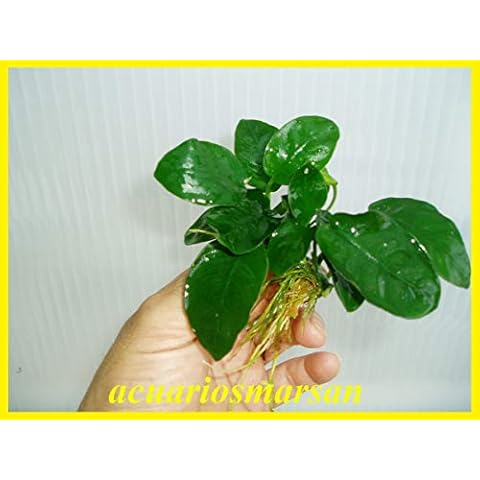 Planta de Acuario Anubia Barteri Nana Cover