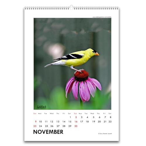Image of Tallenge - New Year 2025 Wall Calendar - Winged Beauties, Birds - 12 x 17 Inches for Home & Office (Paper, Wall Calendar)