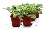 FLORTUS Erdbeerpflanzen Hummi® Merosa | 6 XXL Pflanzen Erdbeeren im Topf | Erdbeerpflanzen mehrjährig winterhart mit rubinroten, süßen Früchten