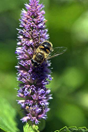 Gaea's Blessing Seeds - Anise Hyssop Herb Seeds - Non-Gmo Seeds With Easy To Follow Planting Instructions - Open-Pollinated Heirloom High Germination Rate 96% Germination Rate 400Mg #TOP1