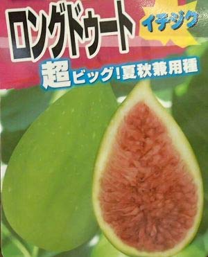 バローネ(バナーネ) ロングドゥート (ジャンボイチジク):果樹苗