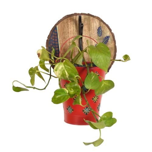 Image of AAKRITI ART CREATIONS Red Bucket Metal Planter on a Round Wall Hook