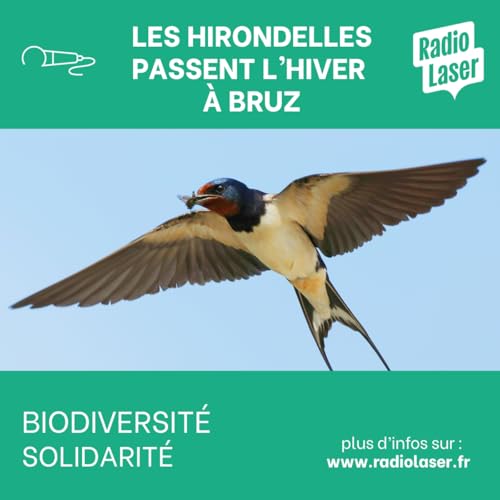 Aidez les oiseaux &agrave; passer l'hiver &agrave; Bruz