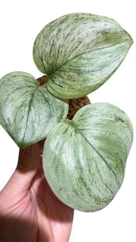 Scindapsus truebii albo