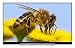 Produktbild Toshiba 49U7763DA 124 cm (49 Zoll) Fernseher (4K Ultra HD, Triple Tuner, Smart TV)