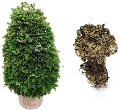 Lakshman Booti | Sanjeevani Booti | Selaginella Booti | Sanjeevani Root Live Plant Pack Of 2 PCS (B0C16SXJWK) Amazon Price History, Amazon Price Tracker