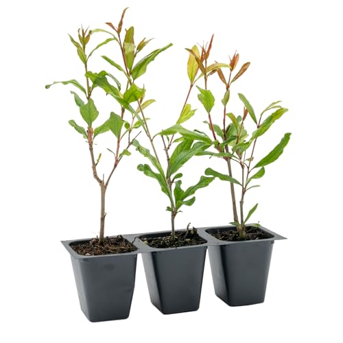 3 Pomegranate Wonderful Trees | Live Saplings in 2.5-inch Nursery Cubes | Punica Granatum 'Wonderful' Variety | Hardy Deciduous Trees and Shrubs | Red Fruit-Bearing Plant