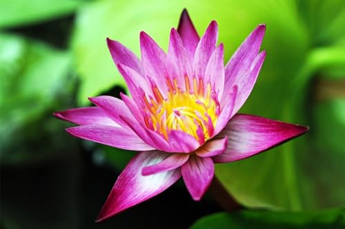 image for Seeds Of Strength 30 Mixed Miniature Water Lily & Lotus Seeds Vibrant 