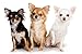 Lsping puzzle 500 Chiens-Chihuahua-Trois 52x38cm