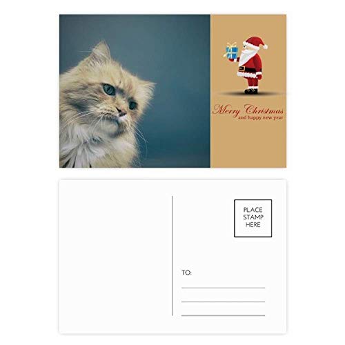 Cartes postales chat bleu en lot de 20 imprimées sur papier cartonné rigide