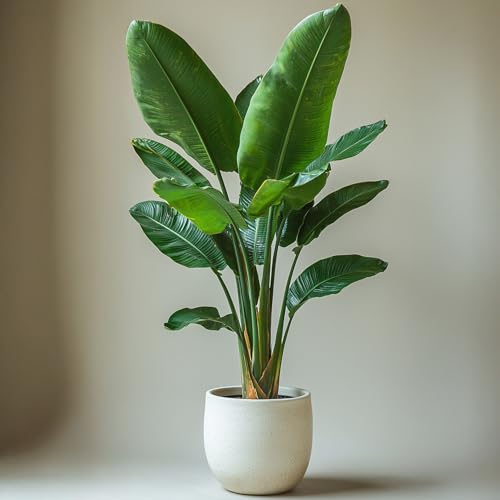 Strelitzie Pflanze – Strelitzia Nicolai – Grüne Zimmerpflanze