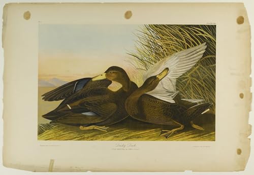 Pintura mural en lienzo de John Audubon: arte vintage SERENDIPITP de pato oscuro 60x90cm