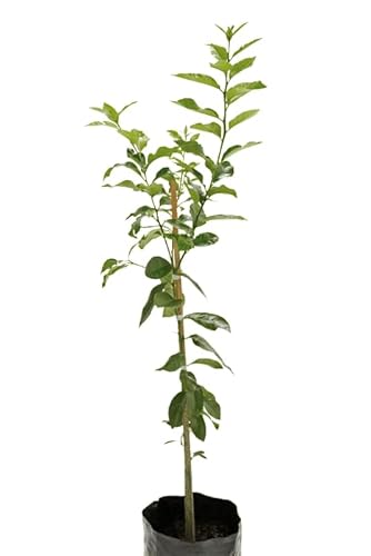 Limonero Árbol Natural Cultiva tus Propios Limones Cítricos