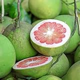New Fresh 100pcs Davao Pomelo Fruit Seeds Generic