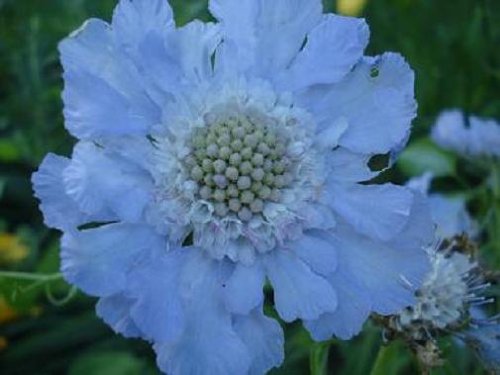 The Nature/Flower Series 10