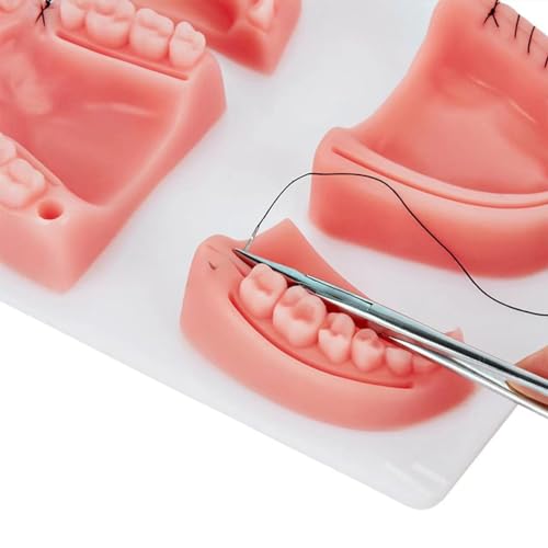 Image of Oral Suture Training Pad Set with 4 Dental Suture Pads for Dentical Nurse Suture Training。Dental Suture Practice Pad for Practic on Soft Gum Teeth。Dental Suture Pad，Gifts for Medical Students