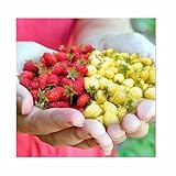 Seeds & Plants Shop by Ipsa