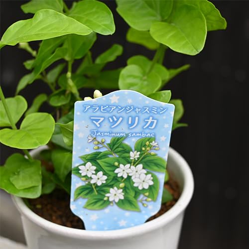Amazon.co.jp: アラビアジャスミンマツリカ鉢植え : DIY・工具