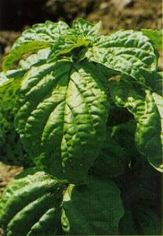Basil Lettuce Leaf Ocimum basilicum 2,000 Seeds