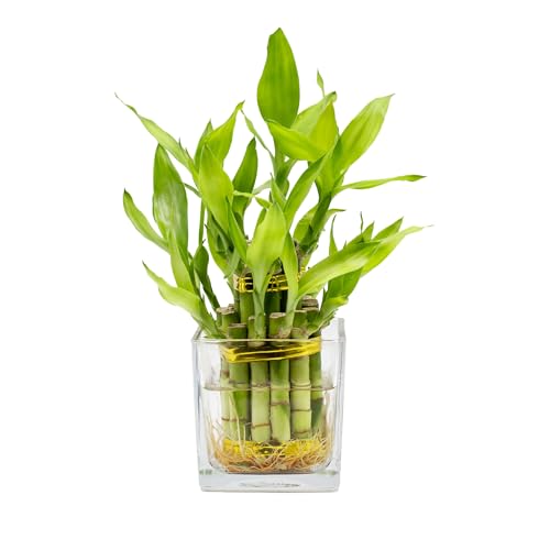 NW Wholesaler - Two Layer Lucky Bamboo Indoor Live Plant in Glass Square Vase, Live Lucky Bamboo Plant, Bamboo Arrangement, Feng Shui Plant