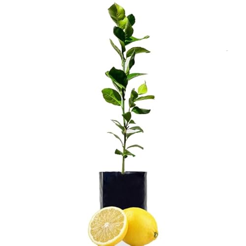 Cultiva Limones Frescos con un Limonero Natural - Árbol Frutal
