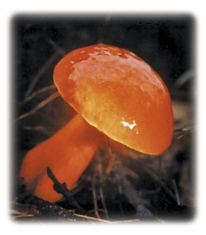 Amazon.co.jp: ヒマラヤン フラワー エンハンサーズ グラガ 15ml