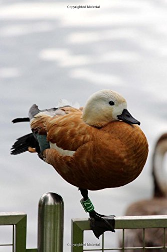 Preisvergleich Produktbild Ogar Red Duck Waterfowl Bird Journal: 150 Page Lined Notebook / Diary