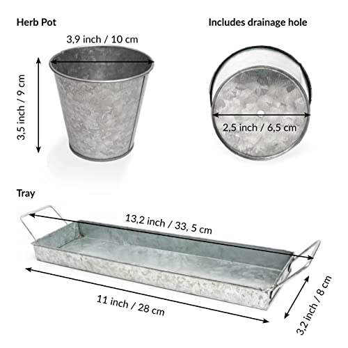 Para cultivar albahaca, menta, perejil y aromáticas en maceteros de interior 4